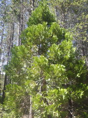 Calocedrus