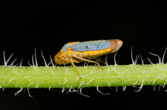 Oncometopia hamiltoni