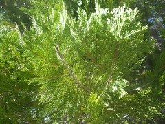 Calocedrus
