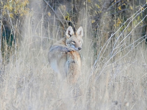 Coyote photographed in Colorado