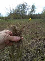 Ranunculus polyphyllus