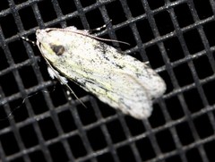 Stenoptena icmaea