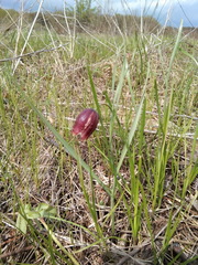 Fritillaria meleagroides