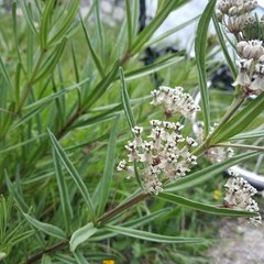 Asclepias mexicana