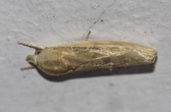 Earias