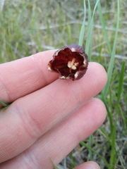 Fritillaria meleagroides