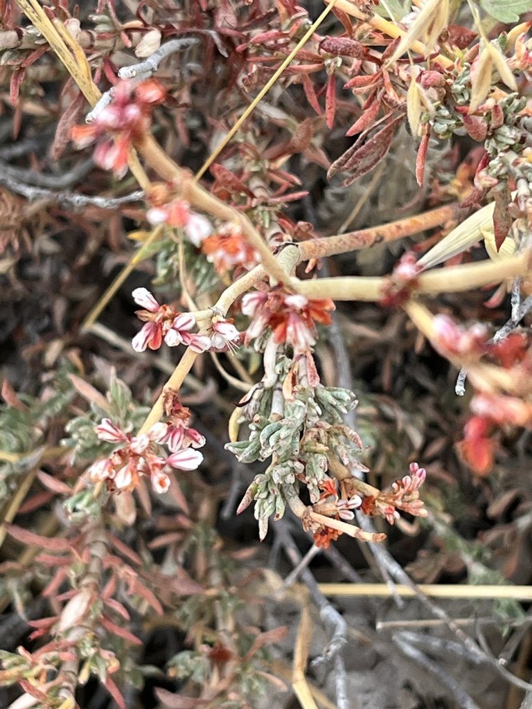 Eriogonum wrightii