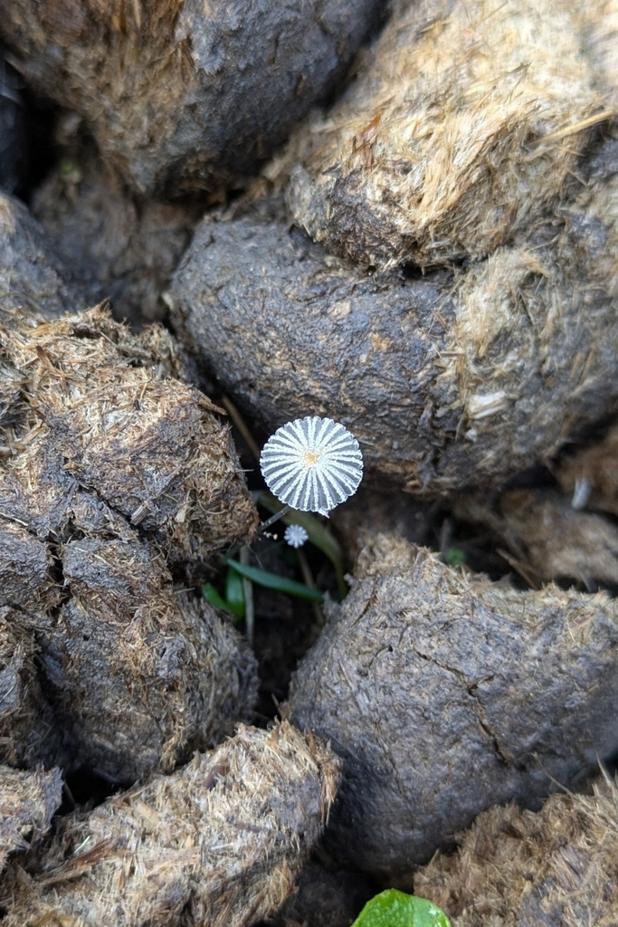 Narcissea ephemeroides · October 2024 · photo: © thibaudaronson (iNaturalist, cc-by-sa)