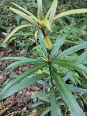 Podocarpus nakaii, photograph (c) jimmy, some rights reserved (CC BY)