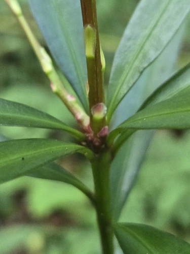 Image of Podocarpus nakaii by (c) jimmy, some rights reserved (CC BY)