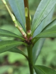 Podocarpus nakaii, photograph (c) jimmy, some rights reserved (CC BY)