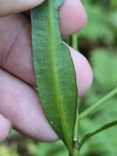 Podocarpus nakaii, photograph 6