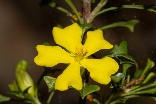 Hibbertia monogyna