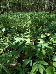 Corydalis cava marschalliana