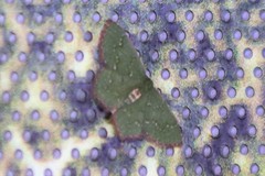 Thalera pistasciaria