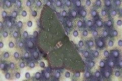 Thalera pistasciaria