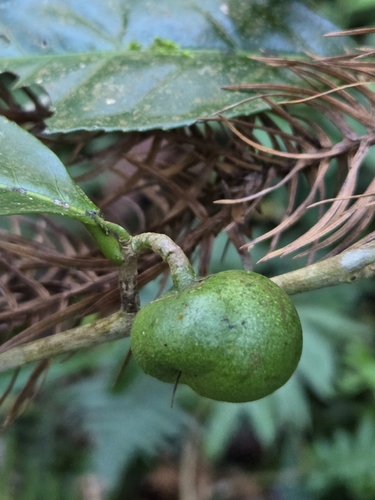 Image of Camellia sinensis by (c) jimmy, some rights reserved (CC BY)