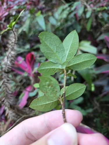Distyliopsis dunnii