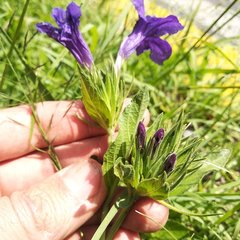 Ruellia lactea