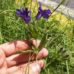 Ruellia lactea
