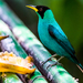 Green Honeycreeper - Photo (c) Eduardo Skinner, some rights reserved (CC BY-NC)