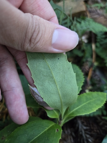 Helicia rengetiensis