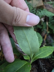 Helicia rengetiensis