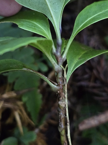 Helicia rengetiensis, photograph 2