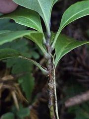 Helicia rengetiensis, photograph (c) jimmy, some rights reserved (CC BY)