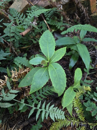Helicia rengetiensis, photograph 3