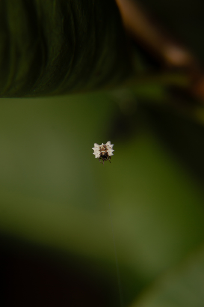 Phoroncidia gayi
