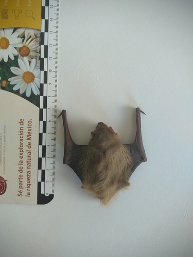 Western Yellow Bat