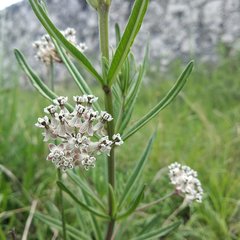 Asclepias mexicana