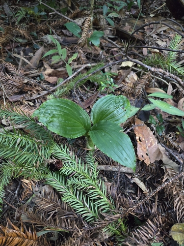 Liparis sootenzanensis, photograph 1