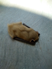 Lasiurus xanthinus