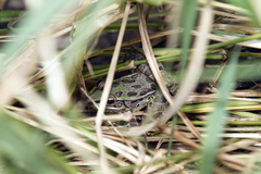 Lithobates berlandieri