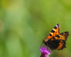 Aglais urticae