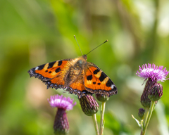 Aglais urticae