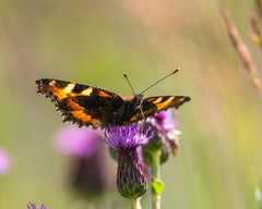 Aglais urticae
