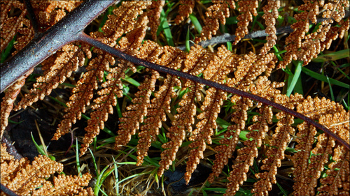 Dicksonia squarrosa
