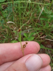 Rhynchospora harveyi