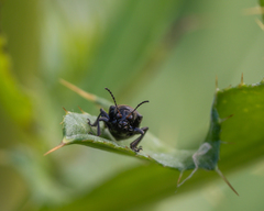 Bromius obscurus