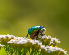 Cetonia aurata