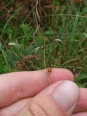Rhynchospora harveyi