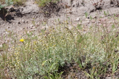 Artemisia papposa