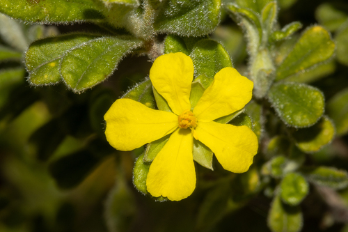 Hibbertia hermanniifolia observed 2024-10-29