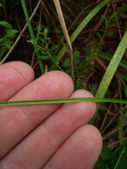 Rhynchospora harveyi