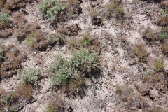 Artemisia papposa