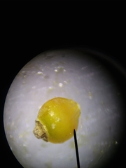 Rhynchospora harveyi