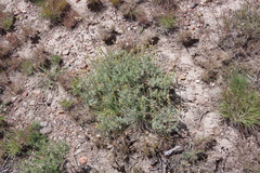 Artemisia papposa